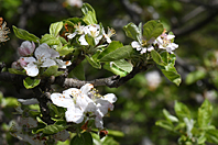 Malus domestica